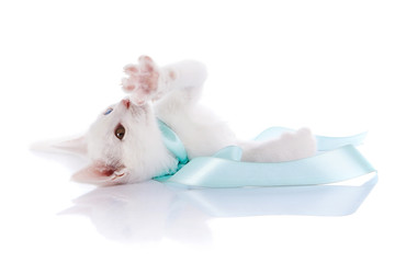 The white kitten with multi-colored eyes lies