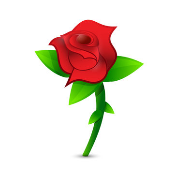 red rose illustration design