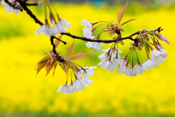 菜の花と桜