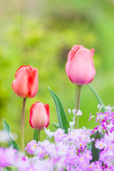 Obraz premium 春の花