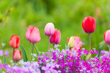 Fototapeta premium 春の花