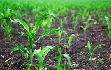 Field of young corn plants