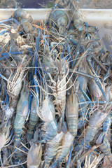 pile of fresh shrimps