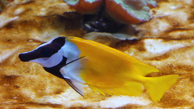 yellow rabbitfish - tropical fish underwater