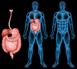 Naklejka premium Human digestive system