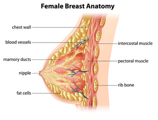Female Breast Anatomy - obrazy, fototapety, plakaty