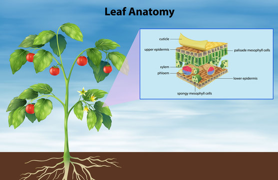 Structure of a leaf