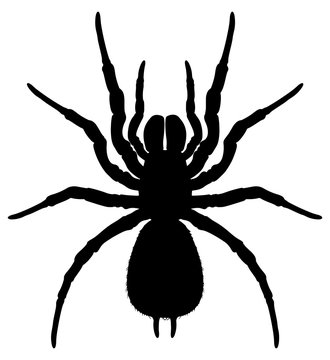 Silhouette of a spider