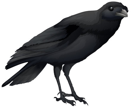 A crow