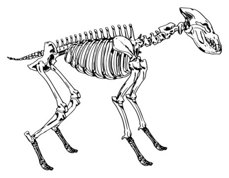 Skeleton of a hyena