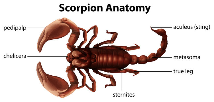 Scorpion Anatomy