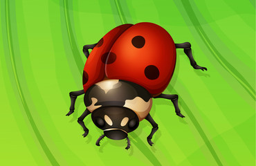 Ladybug life cycle