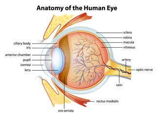 Human eye anatomy - obrazy, fototapety, plakaty