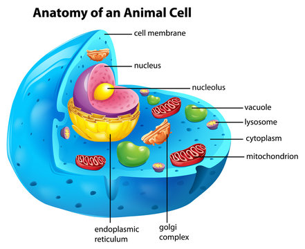 Anatomy of an animal cell Stock Vector | Adobe Stock