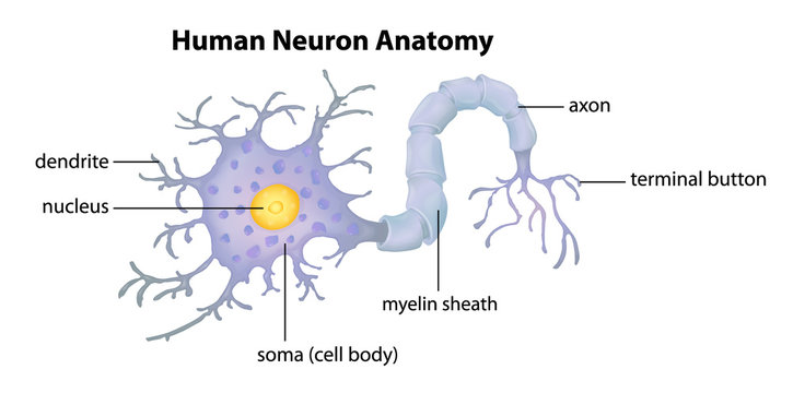 Human Neuron Anatomy