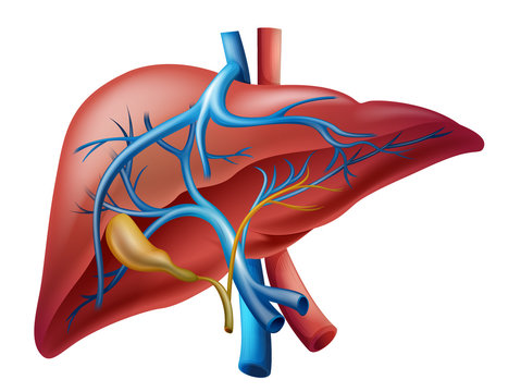 Internal liver