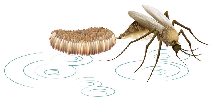 A mosquito laying eggs