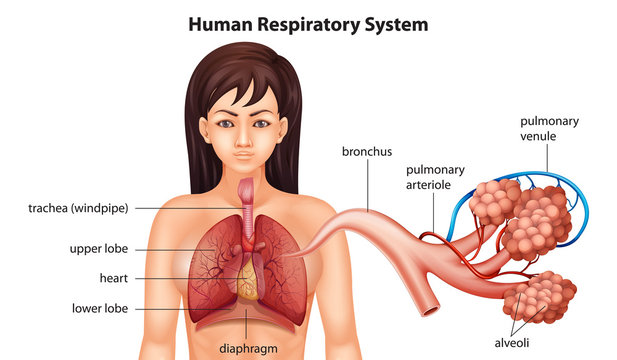 Female human respiratory system