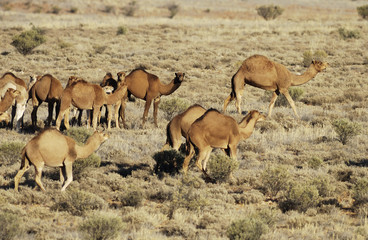 Wild feral camels