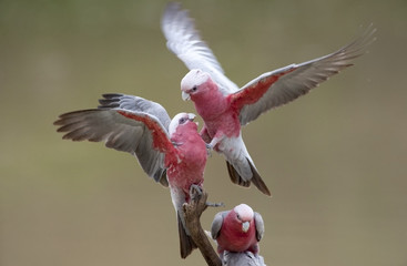 Naklejka premium Galahs on Cooper Creek .