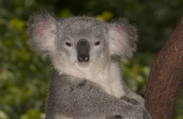 Zelfklevend Fotobehang Koala Australian koala