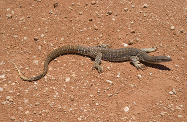 sand goanna in the middle of a dirt road