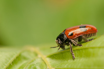 Clytra laeviuscula