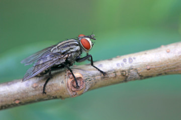 send flies