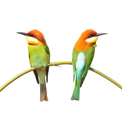 Bee eater Bird