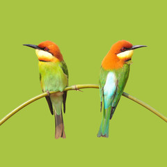 Bee eater Bird