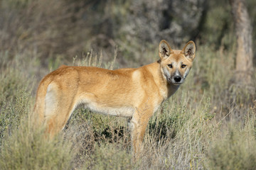 Dingo