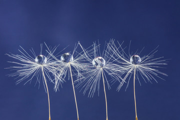 three dandelion seed with drops