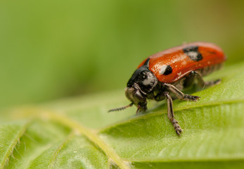 Clytra laeviuscula