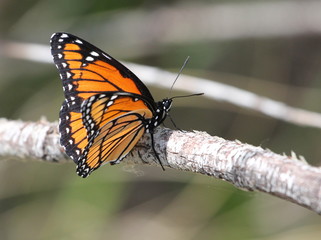 Viceroy Butterfly in Eastern Washington