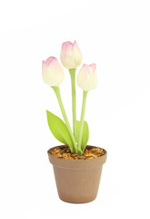 flower in flowerpot on white