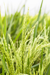 Paddy rice