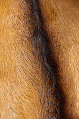 close up of anglo nubain goat wool background
