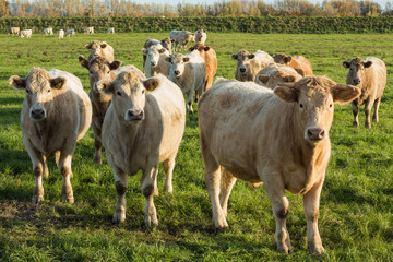Friendy Charolais Cattle