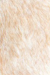 close up of boer goat wool background