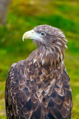 golden eagle eagle