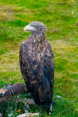 eagle, golden eagle tree