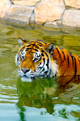 Naklejka na ściany i meble Tygrys wody refleksji
