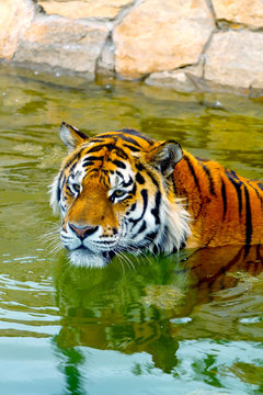 tiger water reflection