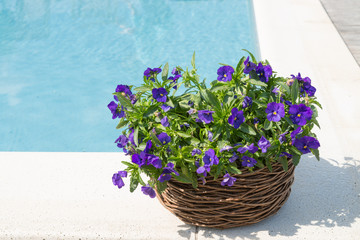 swimming pool and flower