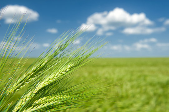 green wheat. summer landscape.
