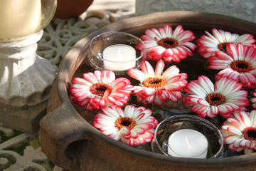 Schwimmende Gerberablüten