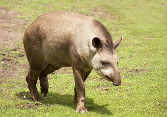 Fototapeta premium Brazilian tapir