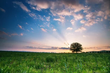 Foto op Plexiglas Spring meadow with big tree © ValentinValkov