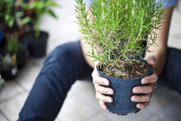 Rosemary