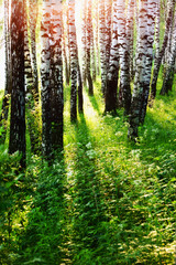 Fototapeta premium forest birch